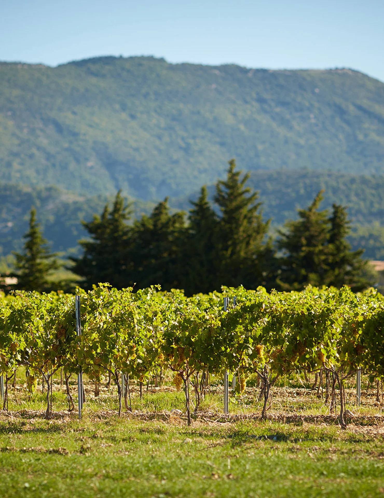 Vineyard walk and picnic