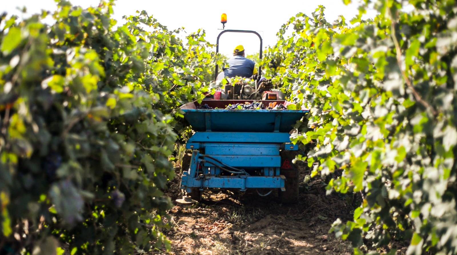 Torleanzi Vendemmia Experience 