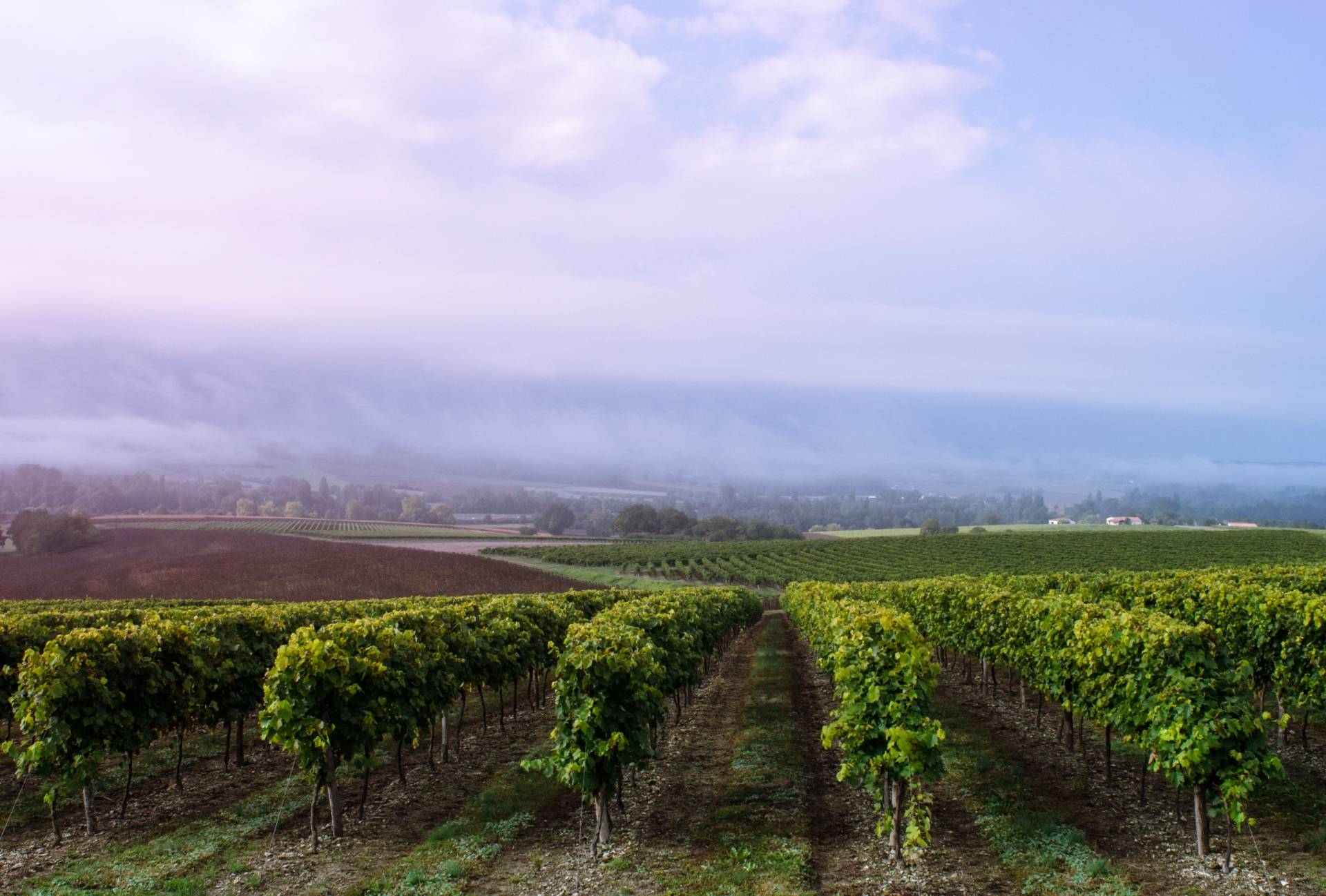 Domaine Conte Et Filles - Winalist