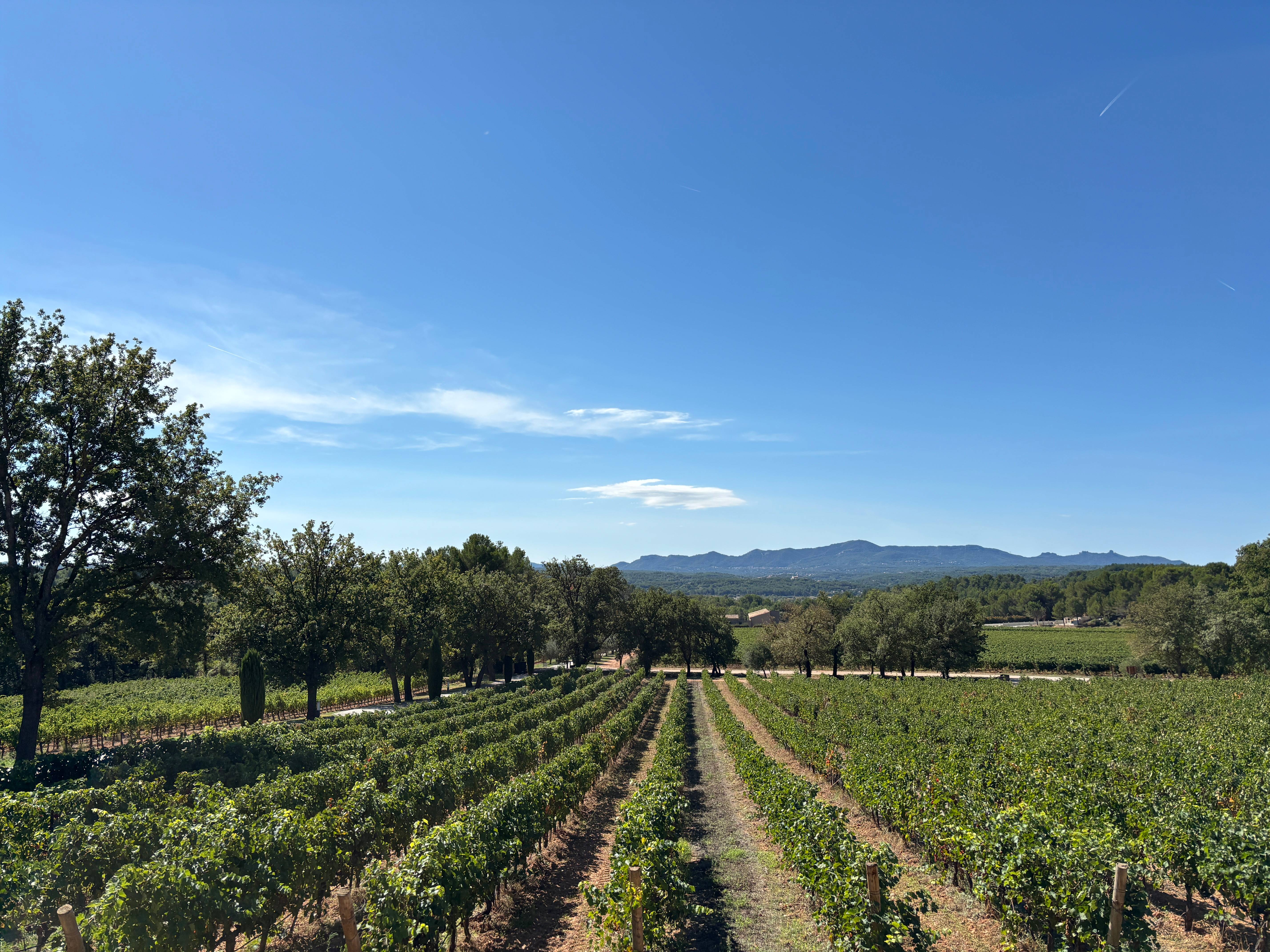 Vineyard and Wine Immersion