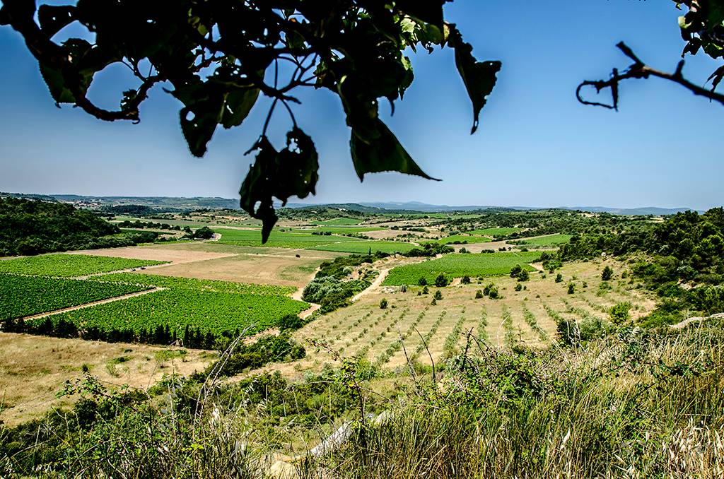 Barrel Tasting - Château D’agel - Winalist