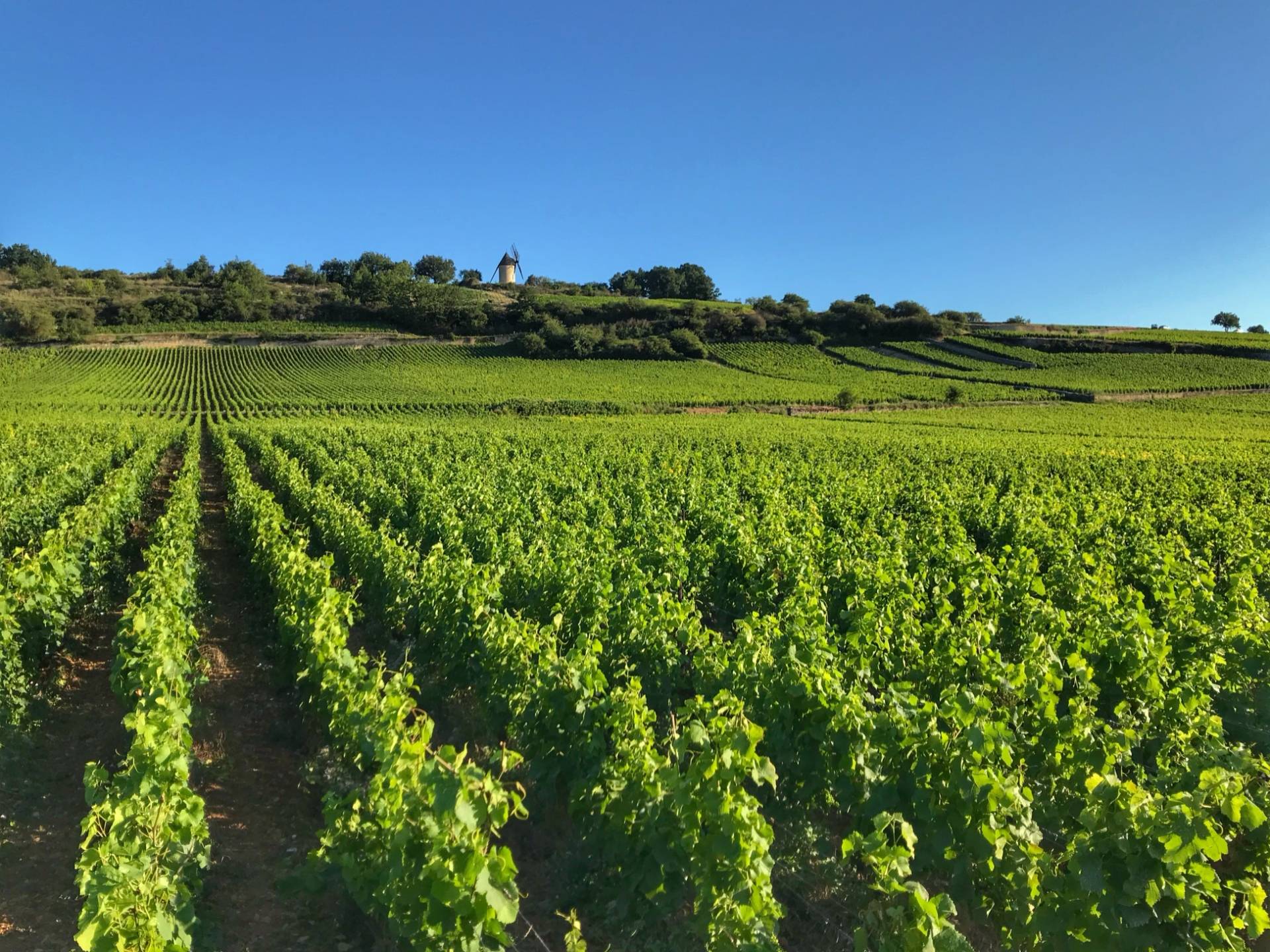 Immersion au cœur du terroir