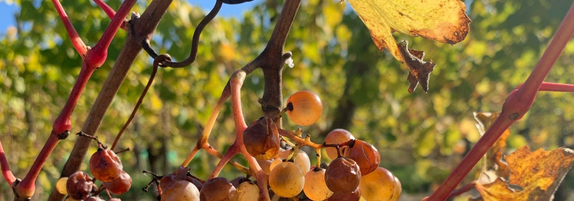 Domaine Bayard - Winalist