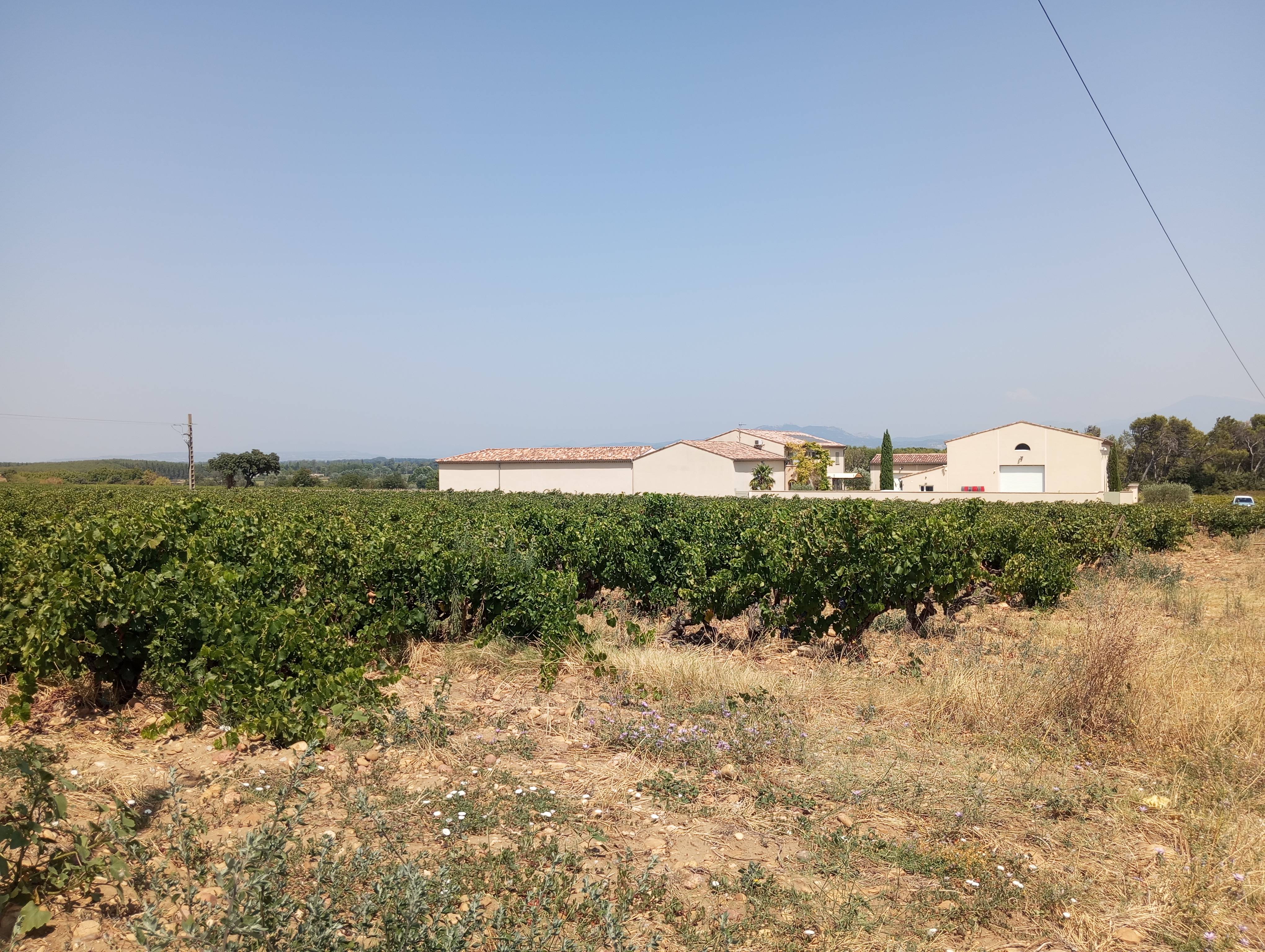 Visit and tasting in Châteauneuf-du-Pape