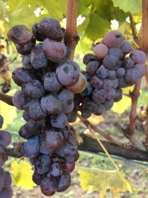 The Sweet Noble Rot