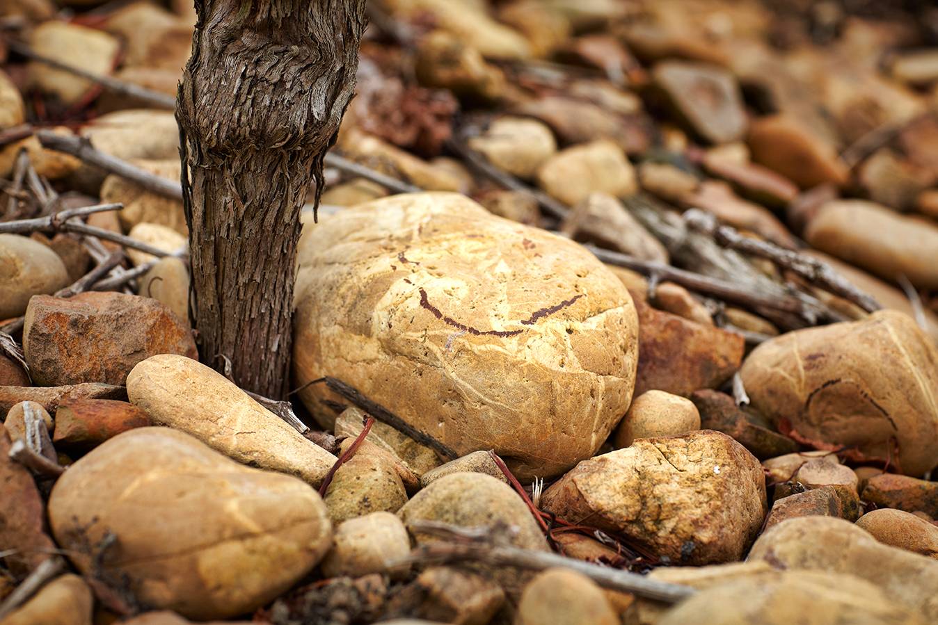 Lunch food & wine pairing: the Secrets of a Great Wine