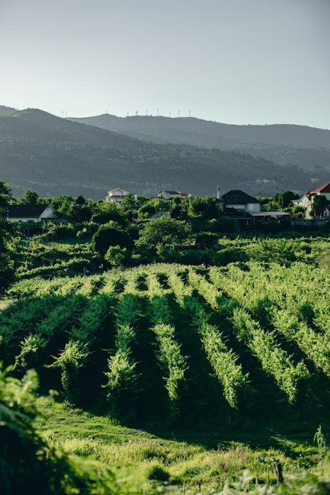 Piquenique - Quintas de Melgaço - Winalist