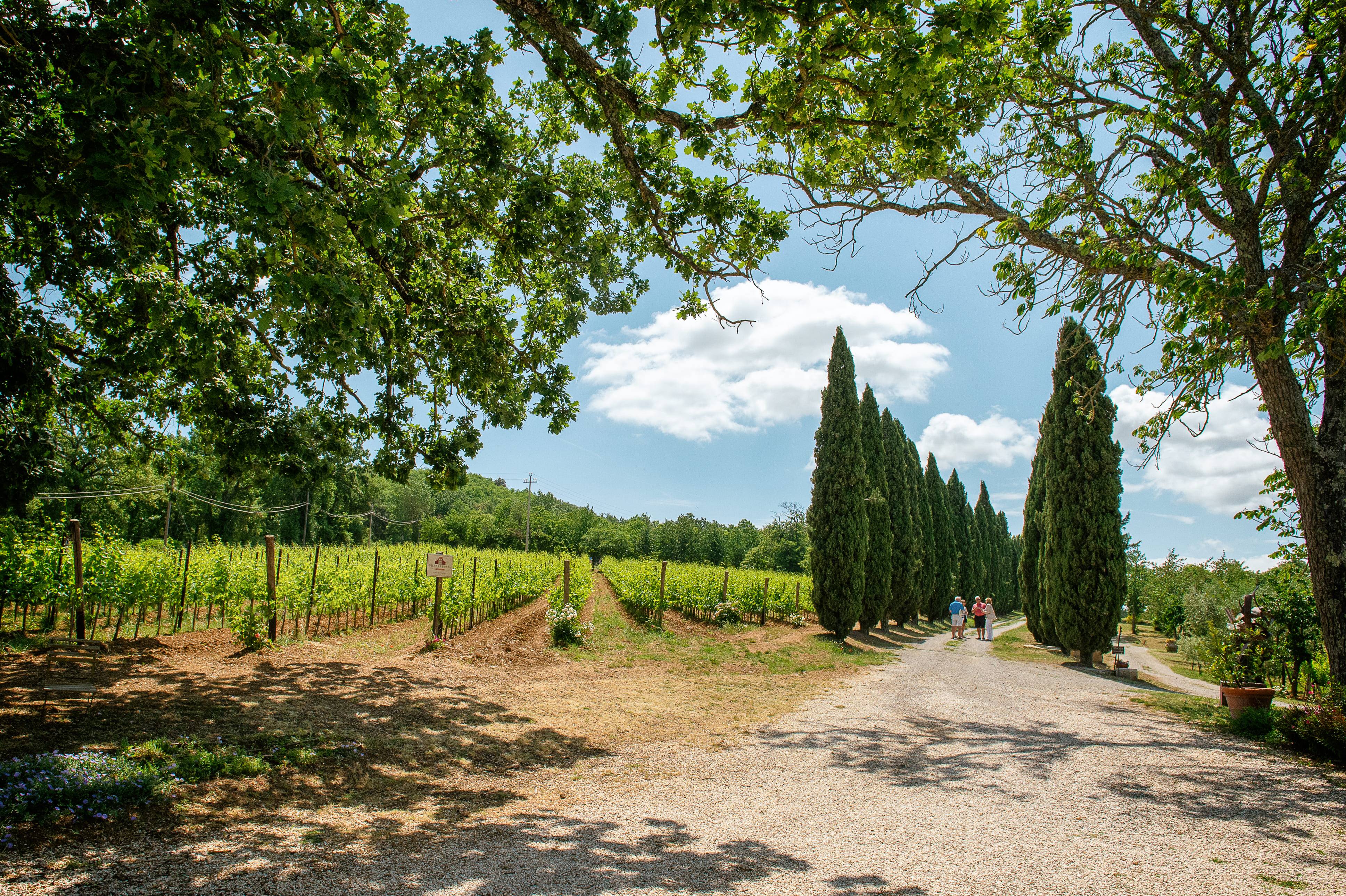 Degustazione Verticale