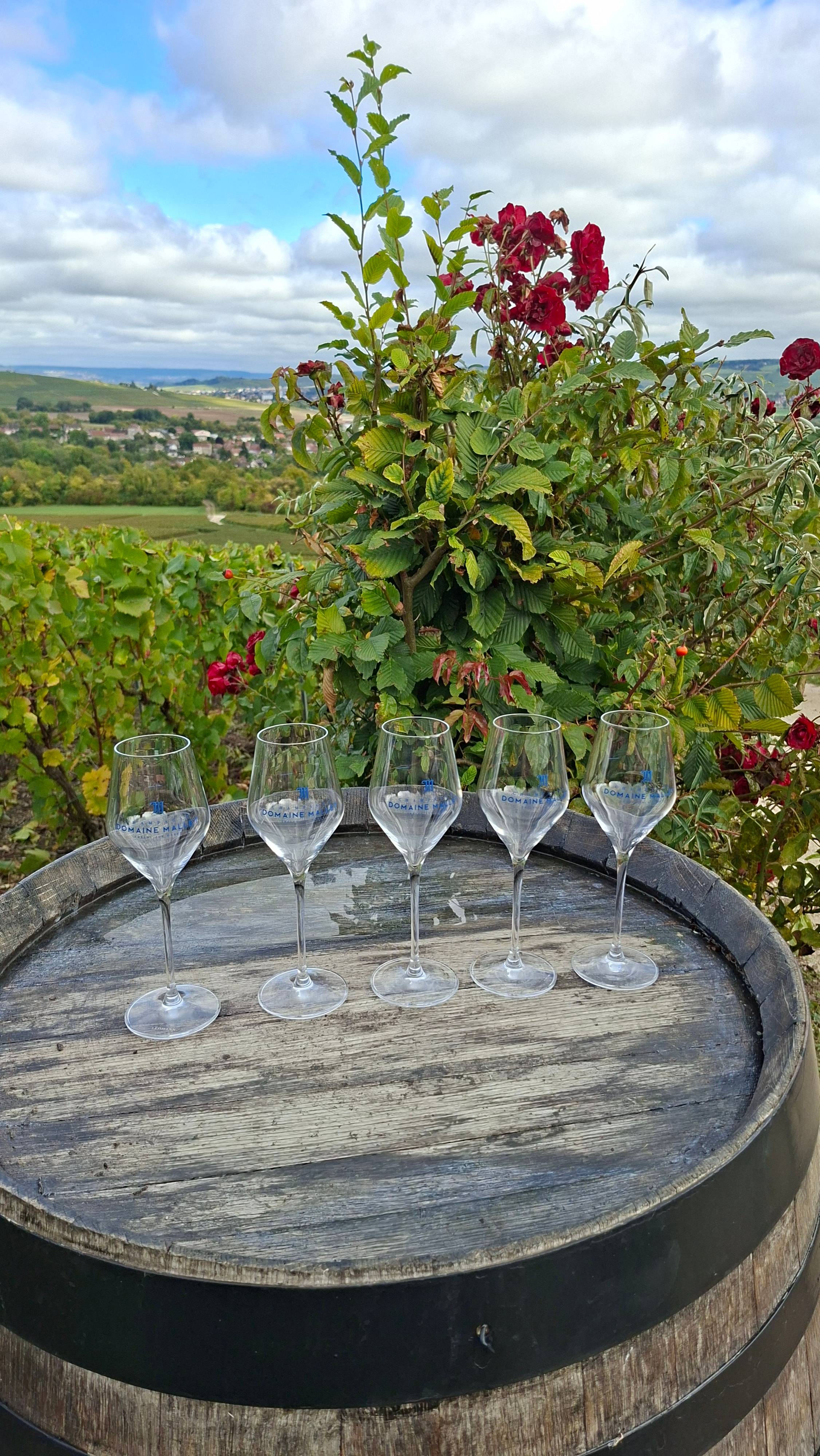 Visite du vignoble en 4x4 et dégustation dans les vignes 
