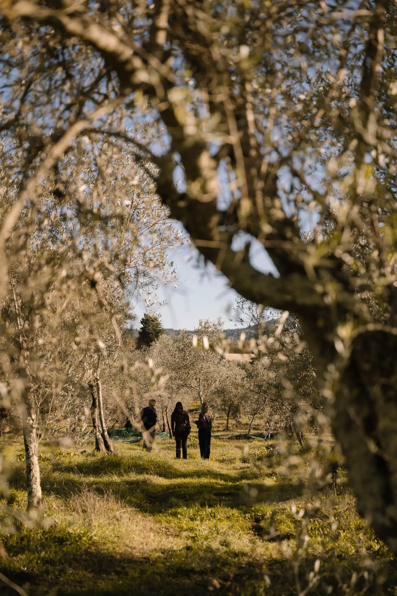 Tour of historic wineries and oil tasting
