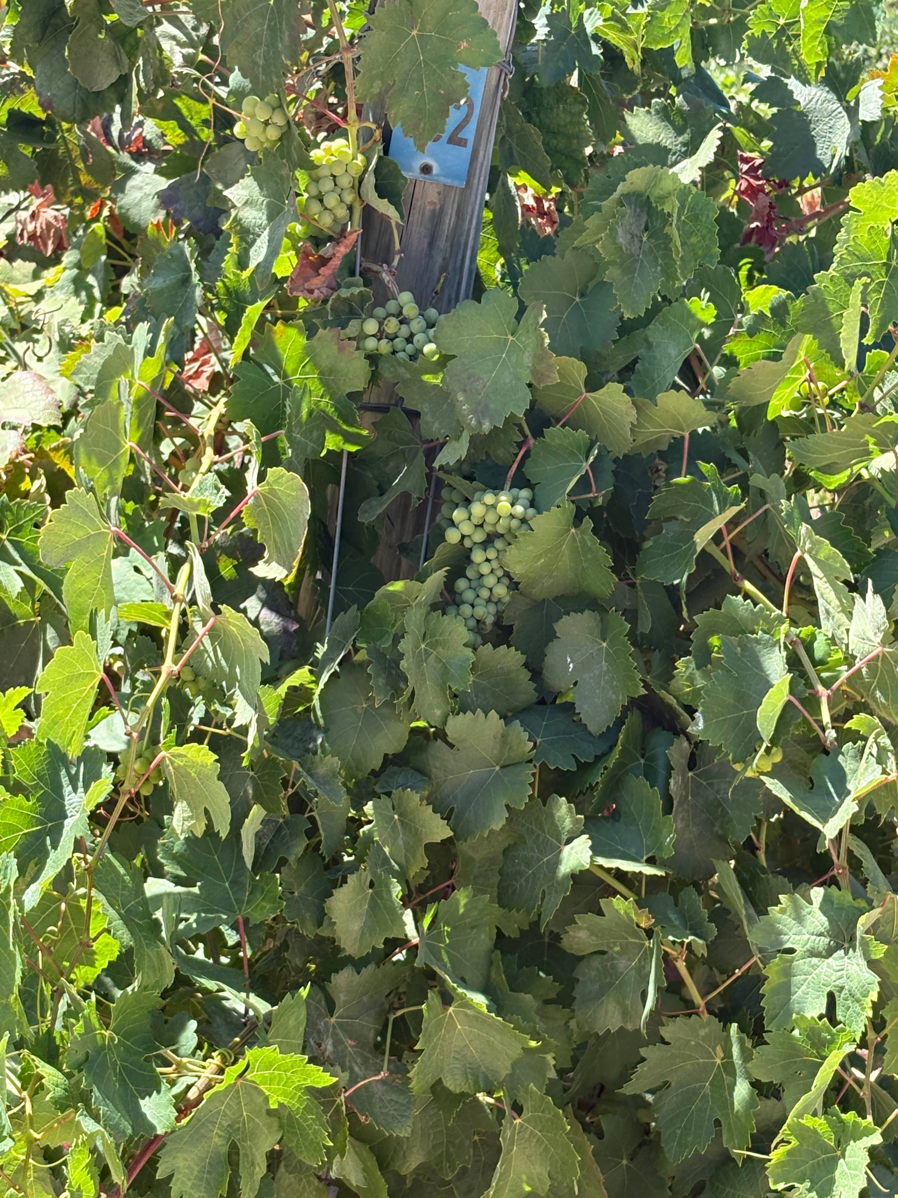 Guided Winery Tour with Wine Tasting