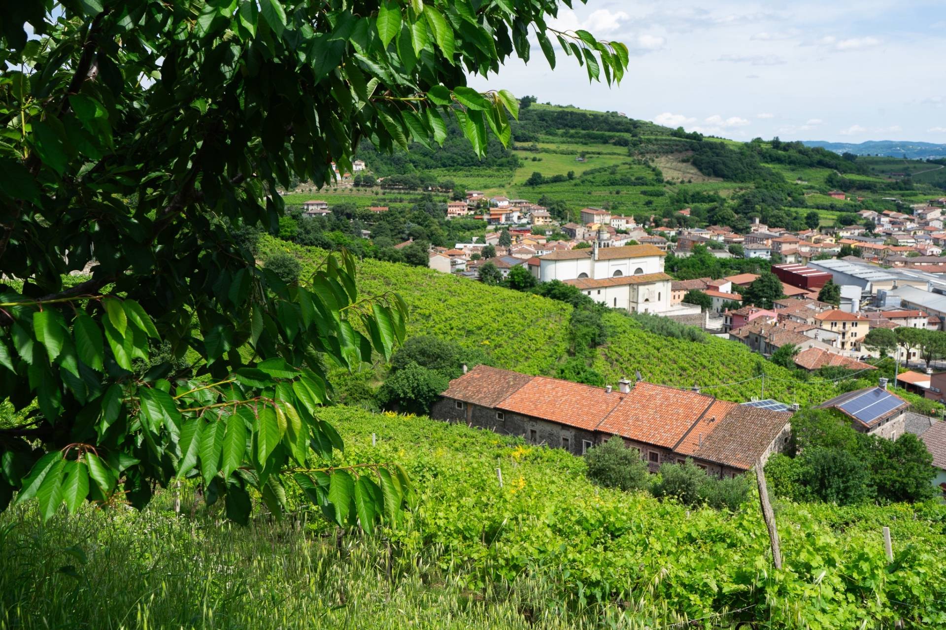 Azienda Agricola Giovanni Menti - Winalist
