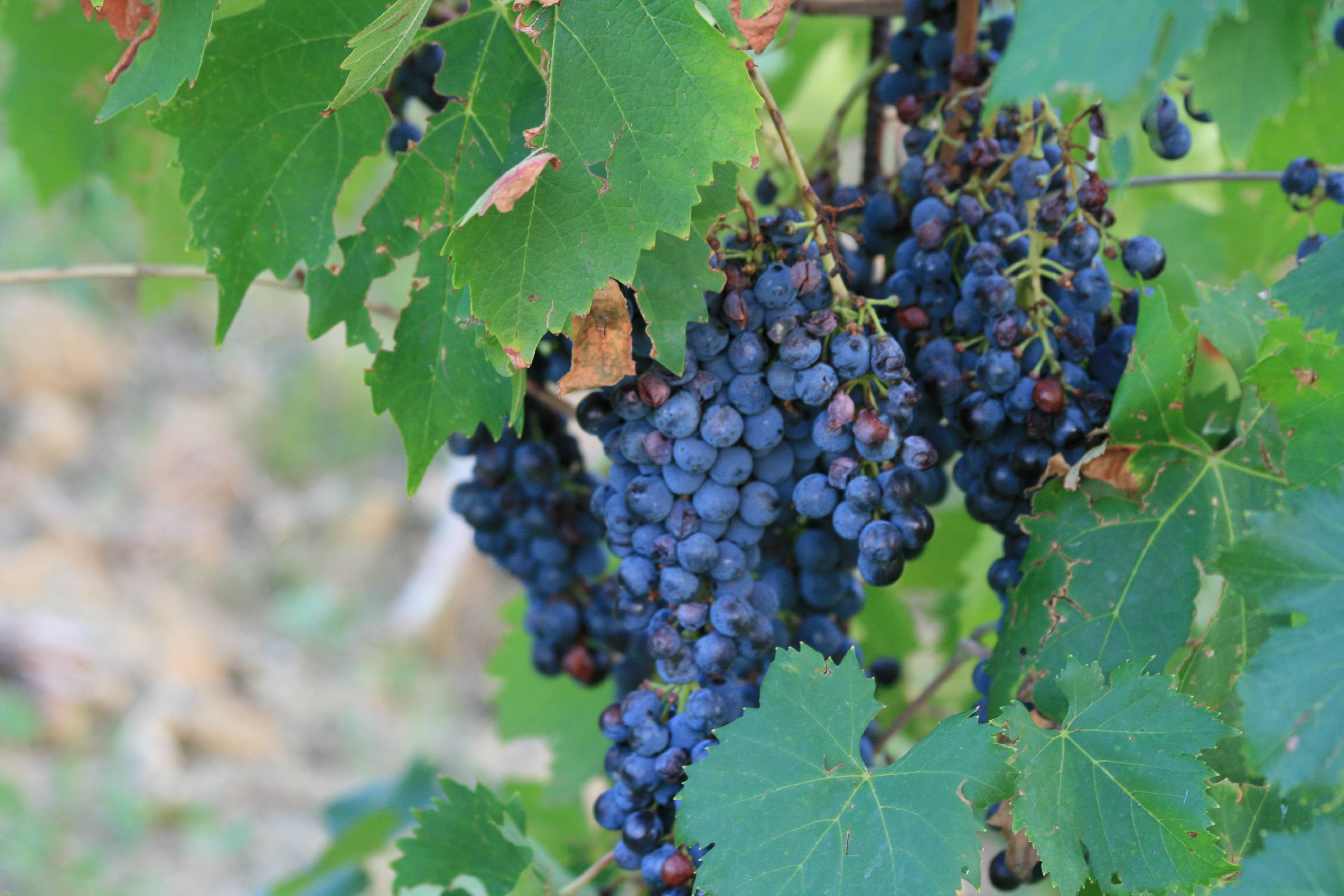 Signature - 6 Wines