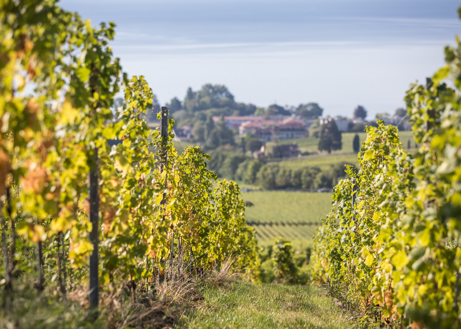 Paccot - Domaine La Colombe - Winalist