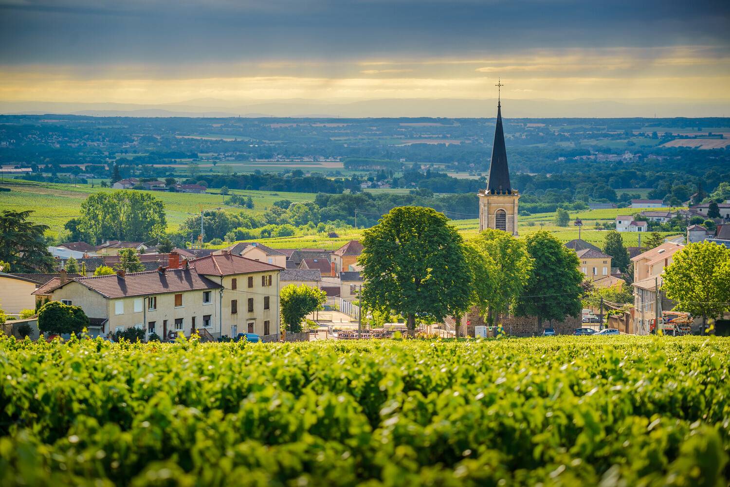 Your perfect Beaujolais win...