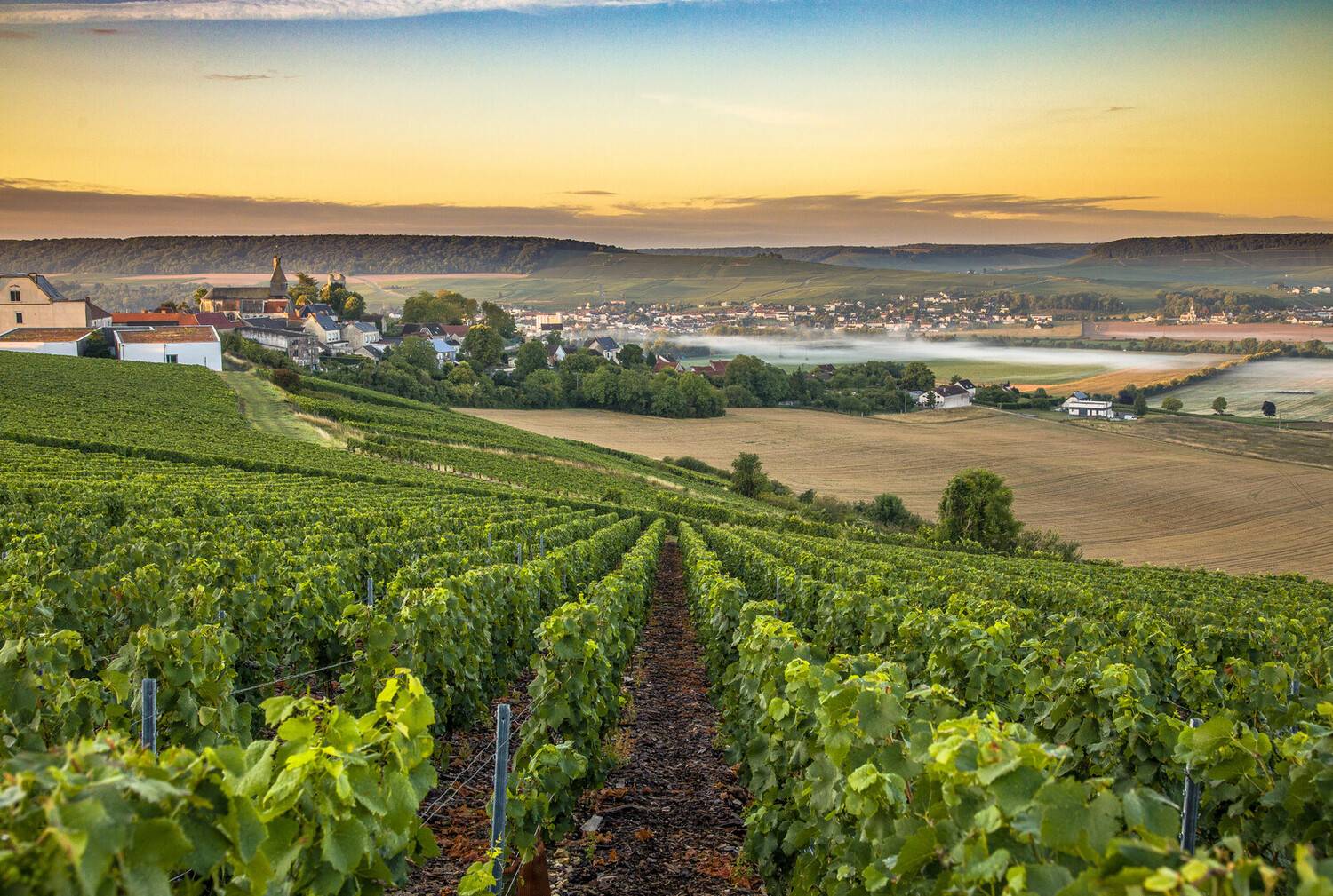 La Route du Champagne : Le ...