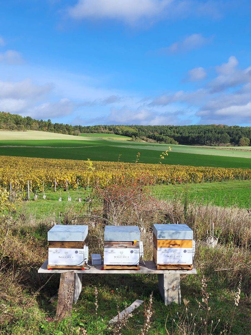 Sparkling wine tour - Domaine Bauchet - Winalist