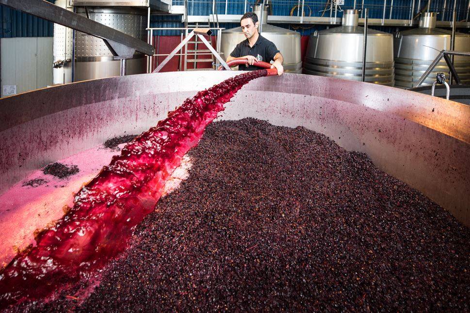 Programma Esclusivo di Vendemmia - Quinta Da Plansel - Winalist