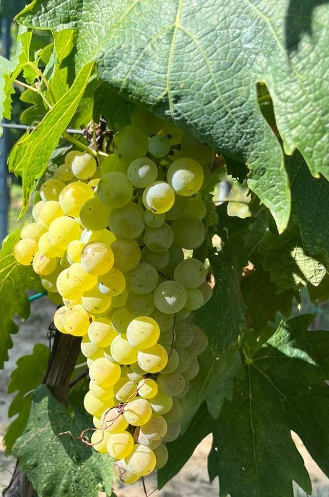 Zoals u het wilt - Tenuta Sovestro   San Gimignano - Winalist