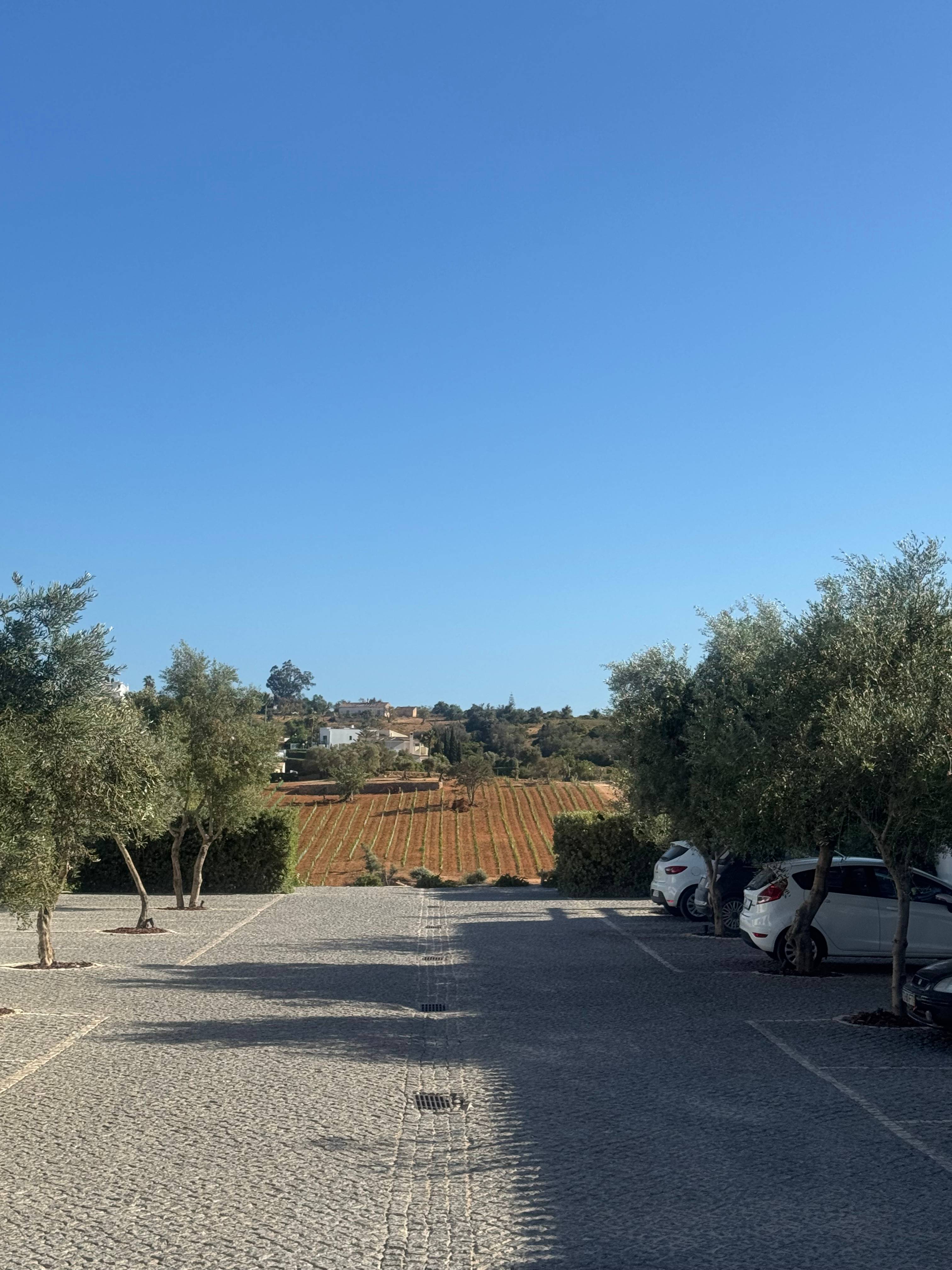 Vineyard & Cellar Tour