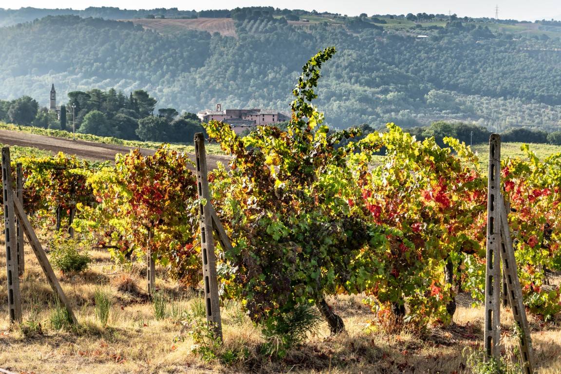 The treasures of the lake - Azienda Agricola Castello di Corbara - Winalist