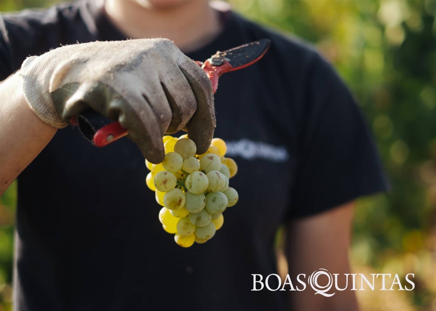 Boas Quintas - Winalist