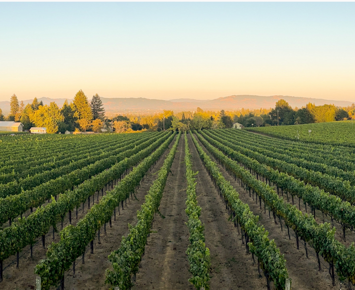 Sonoma Valley Best View Winery Near Me Sonoma County Vineyard Near