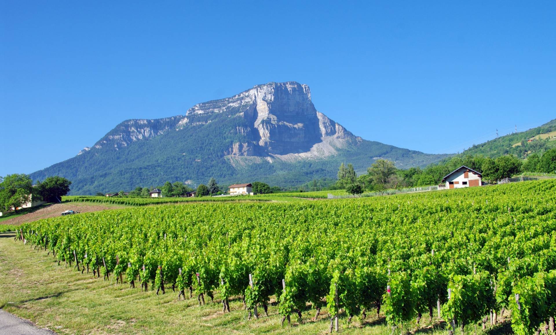 Savoie Wine tours & Tastings ⭐️ Best Wineries 2025