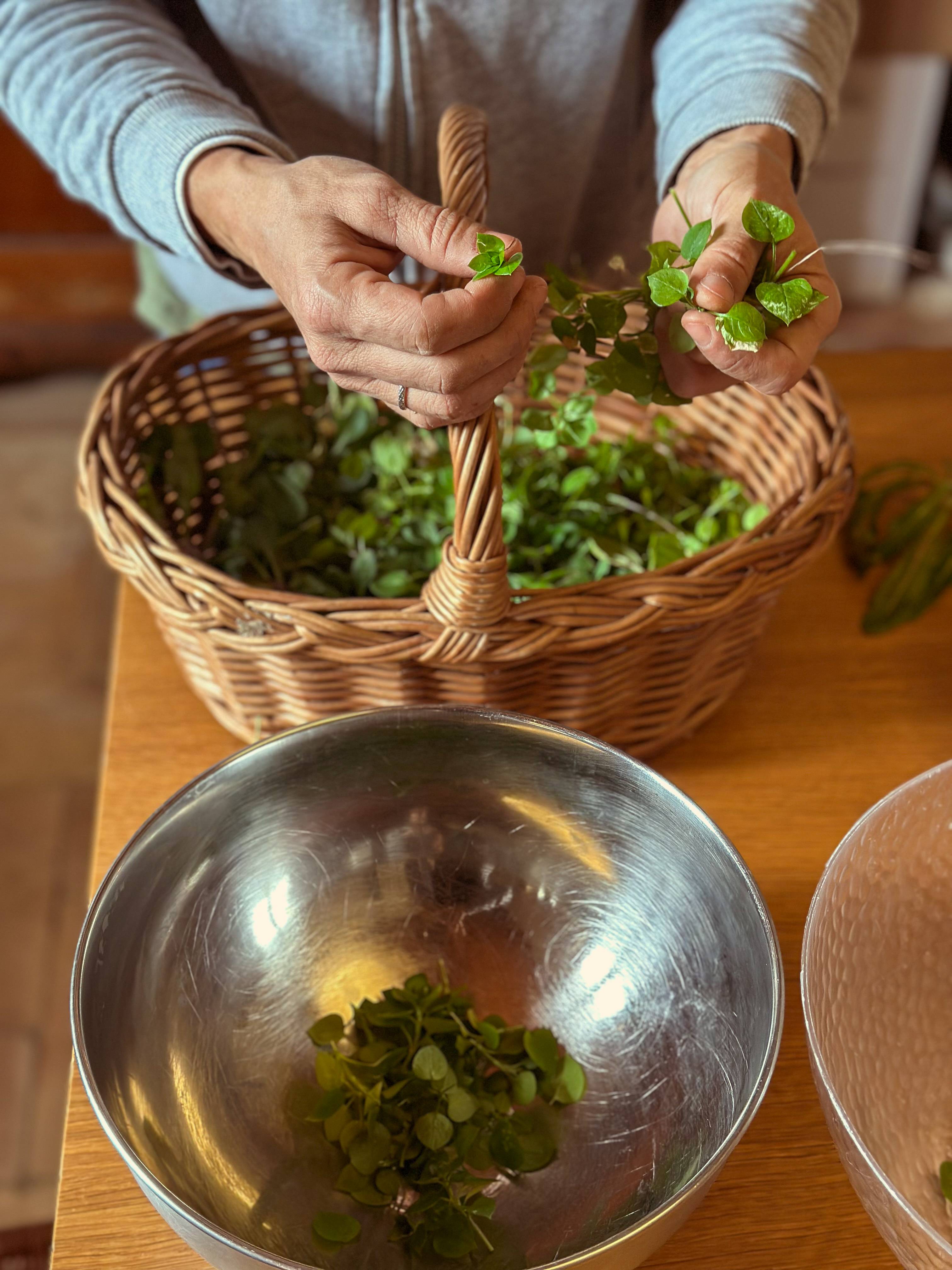 Foraging for organic wild herbs and Cooking Class - Fattoria La Maliosa - Winalist