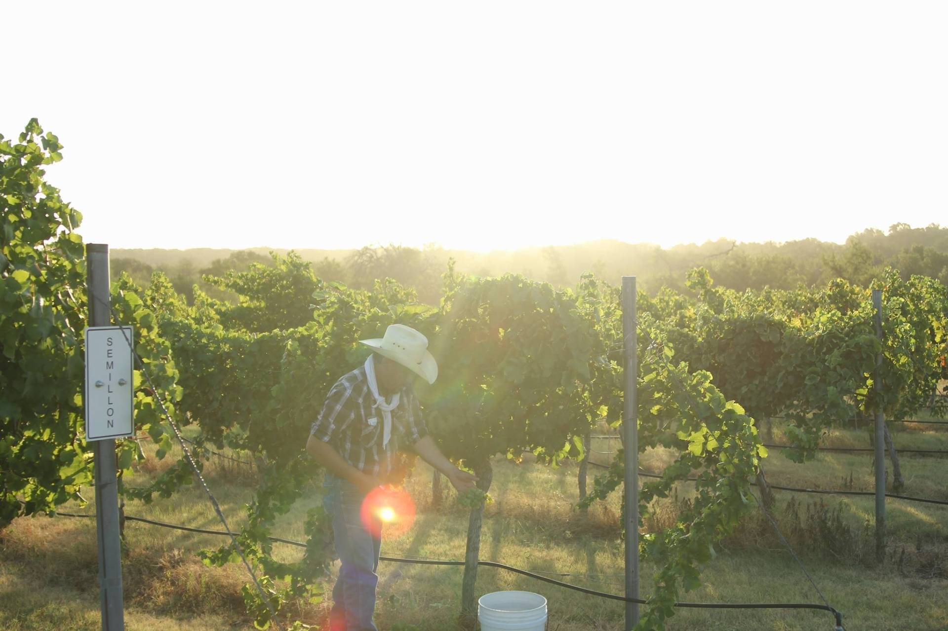 Brennan Vineyards - Winalist