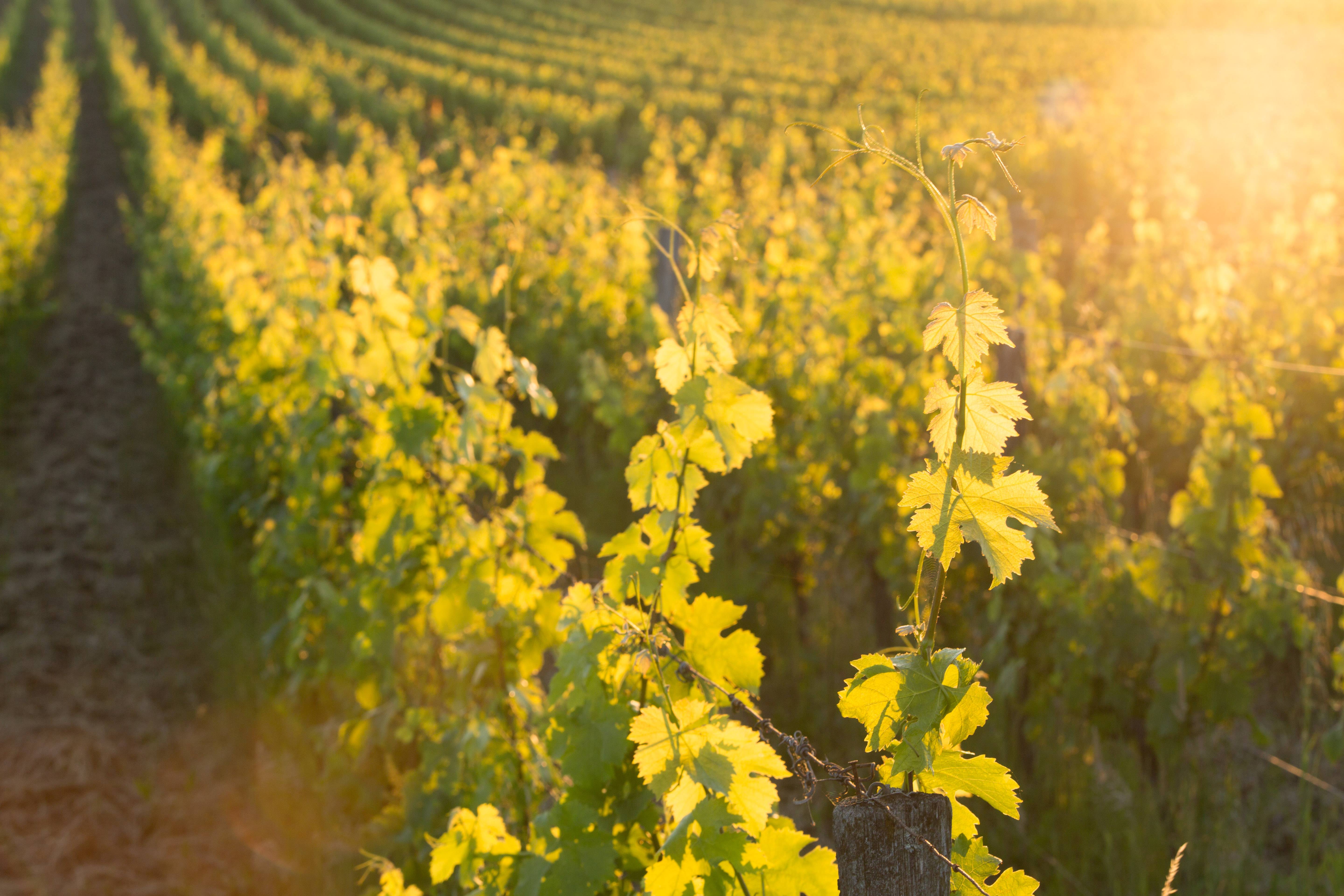 Visite de parcelle de vigne 