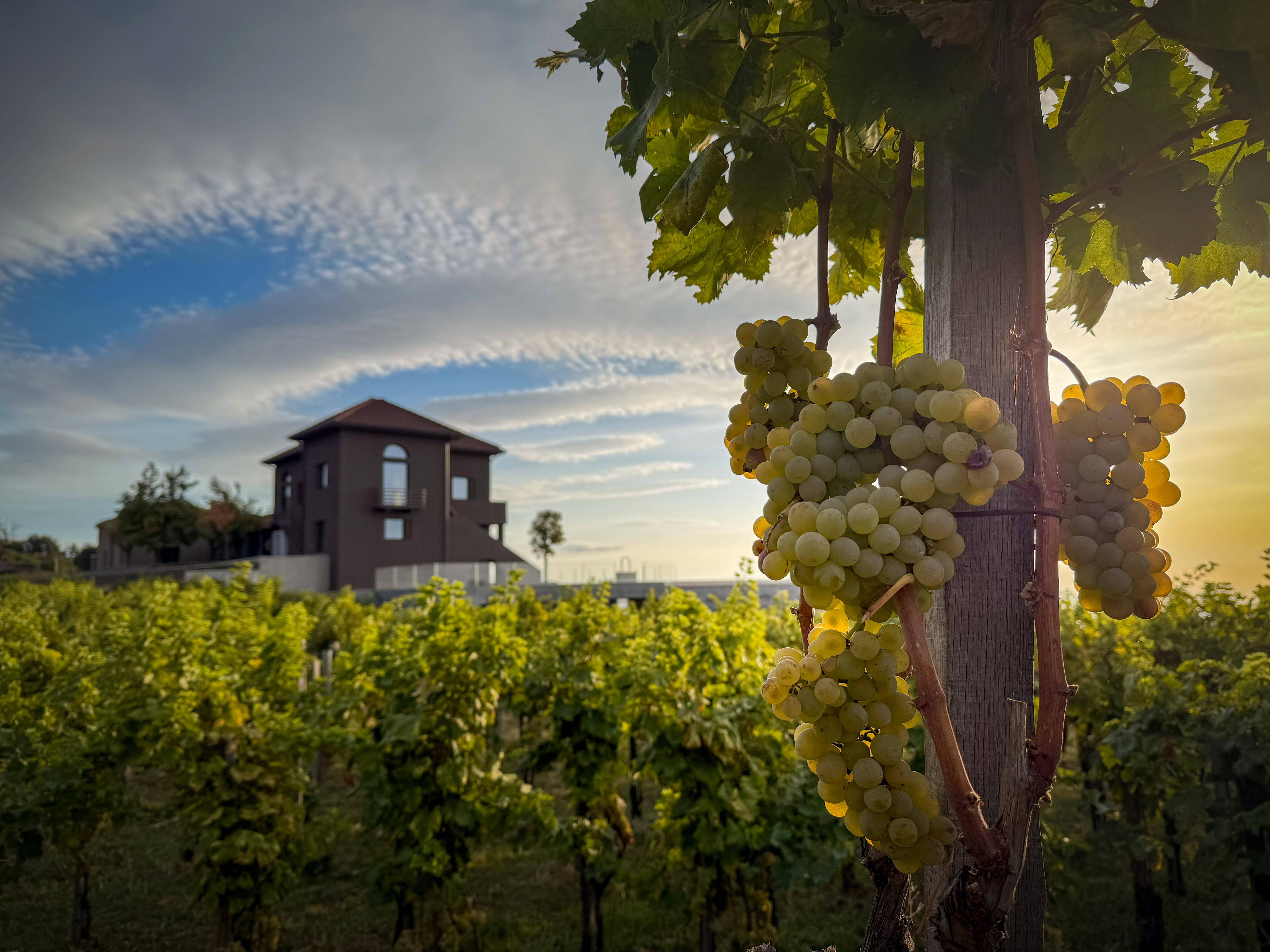 Maugeri Experience - Visit and Tasting