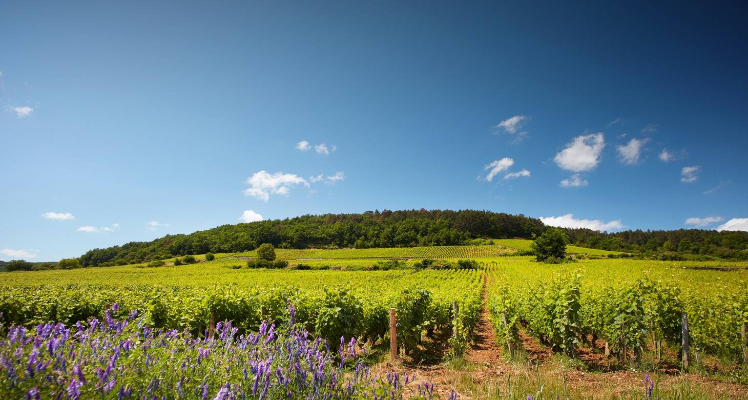 Bar à vin Dijon : Guide pour découvrir la Bourgogne - 2026 - 4 - bar à vin dijon bar à vin dijon - Bar à vin Dijon : Guide pour découvrir la Bourgogne - 2026 - 3