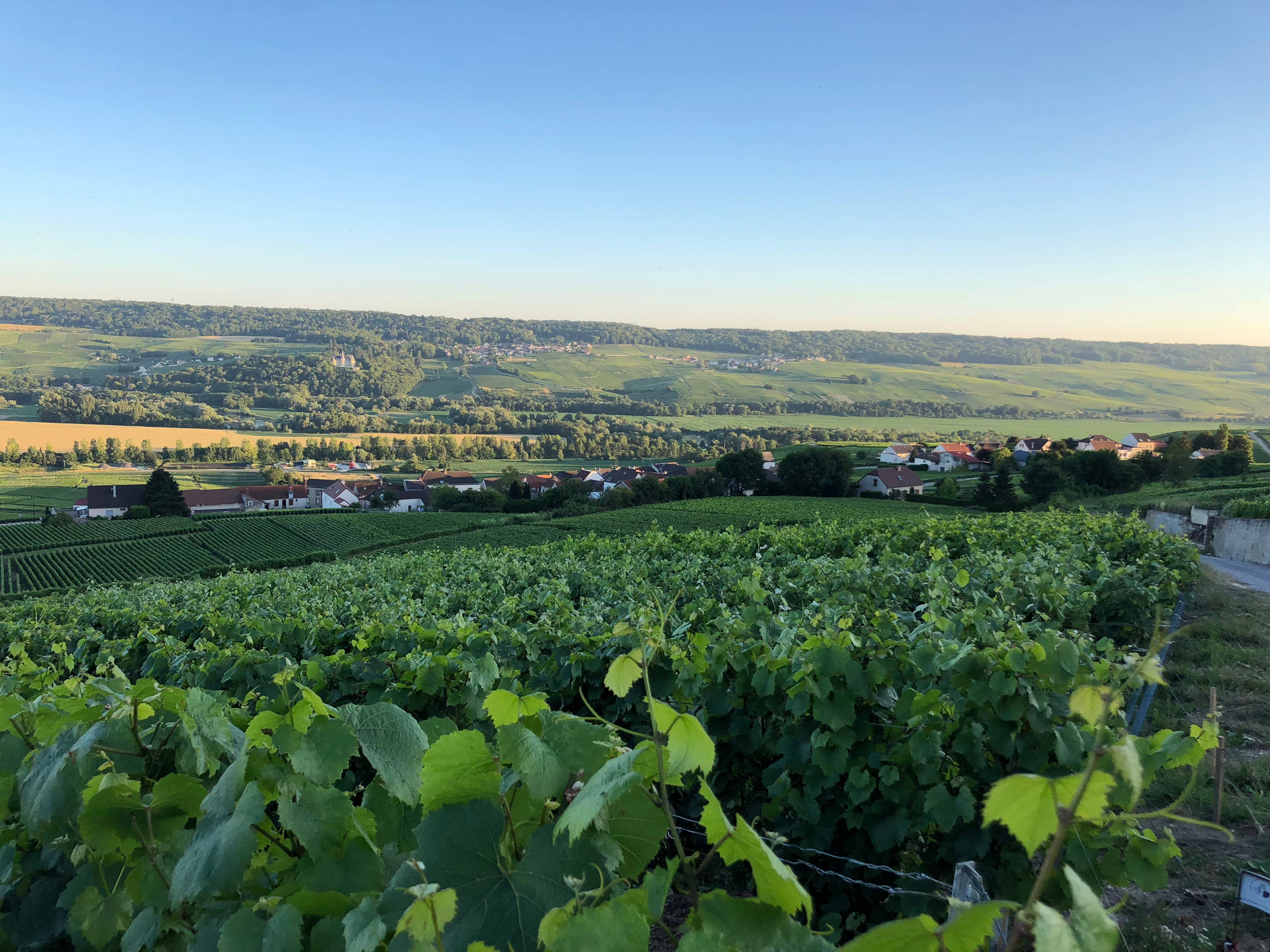 Visit and tasting - Champagne du Rédempteur - Winalist