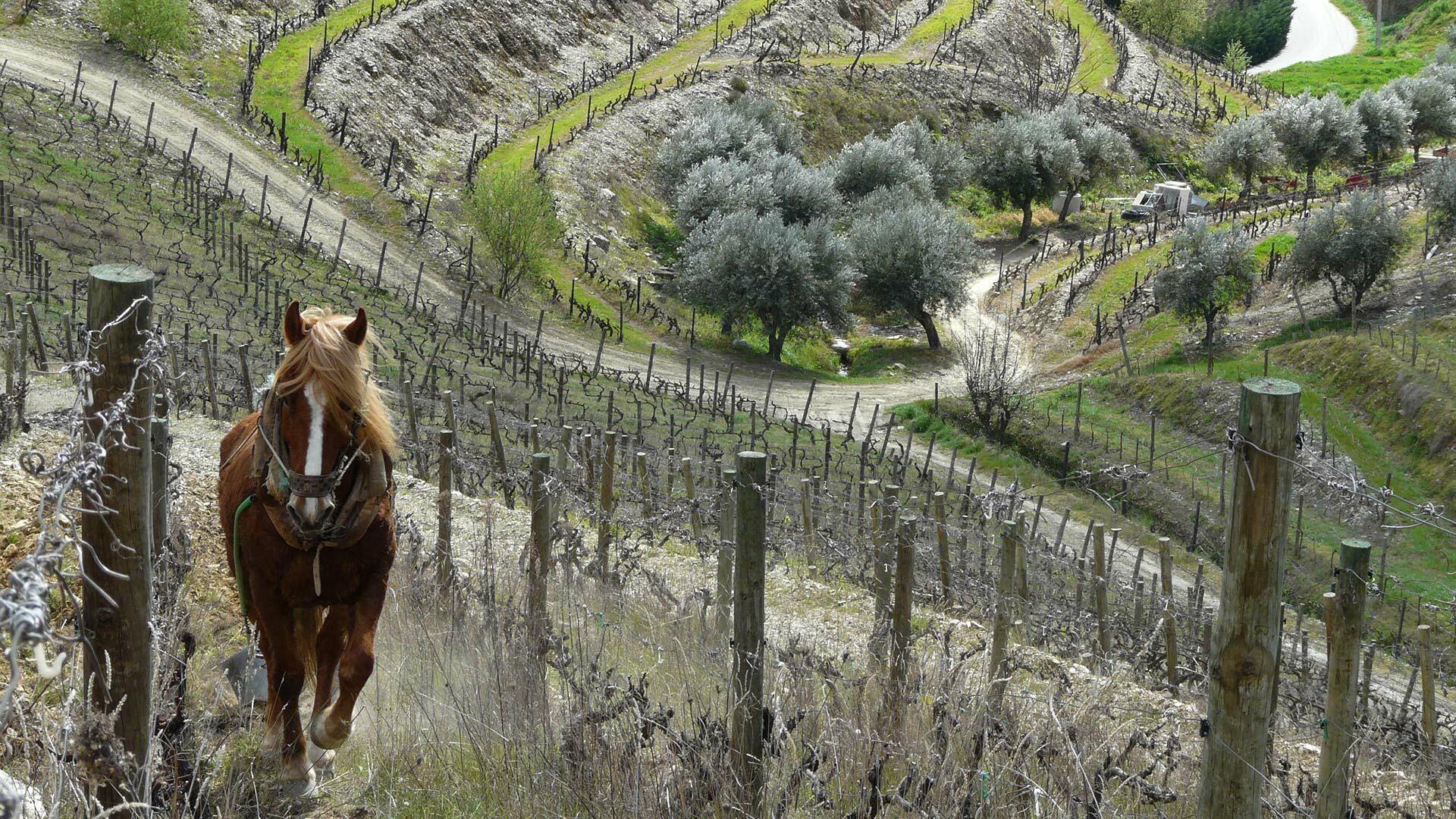 Guided Tour and Tasting of 5 Wines