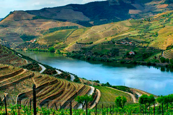 ポルトガルのブドウ園をご覧ください-最高のワイン体験を見つけましょう