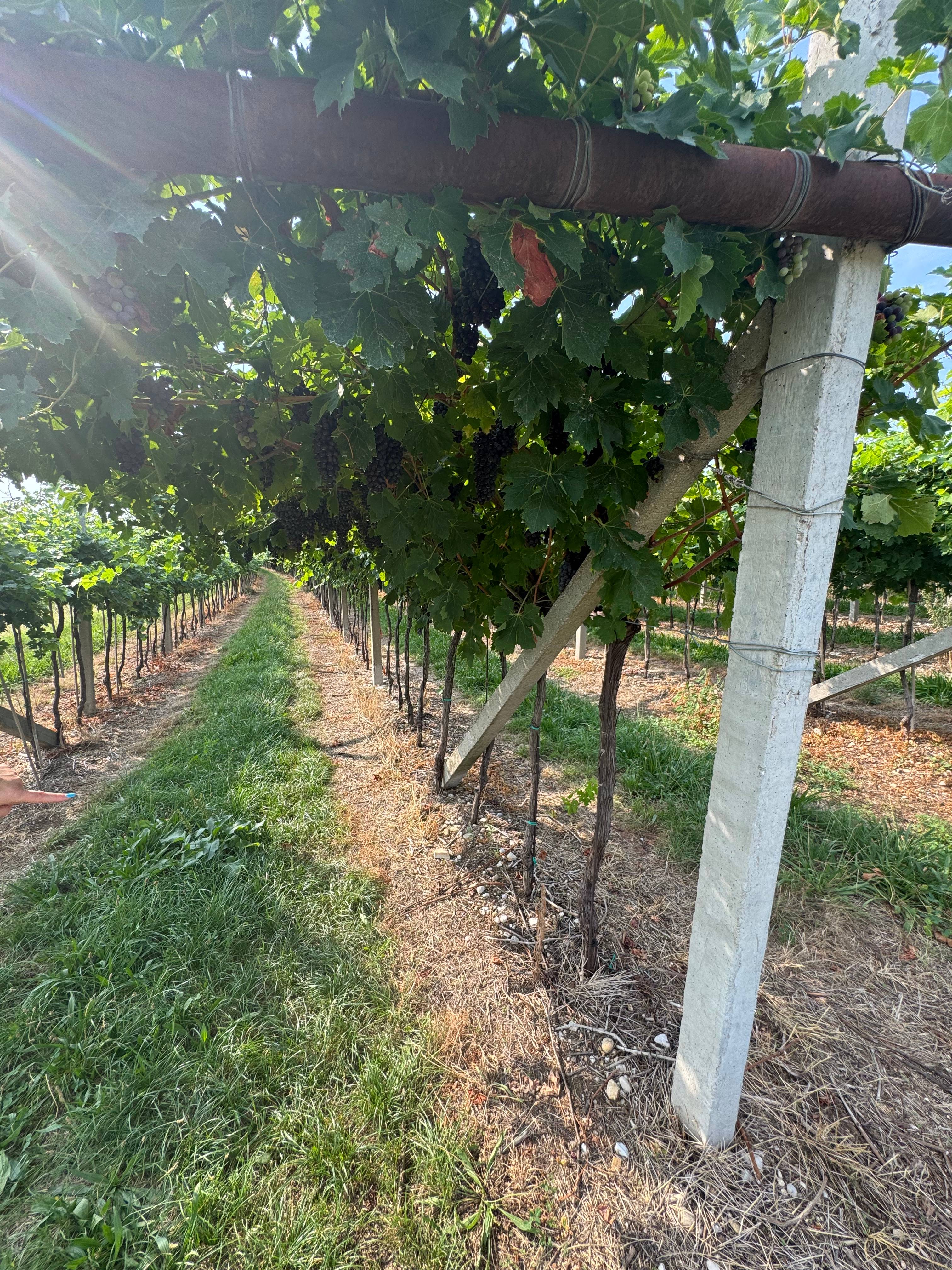 Benazzoli Wine Experience