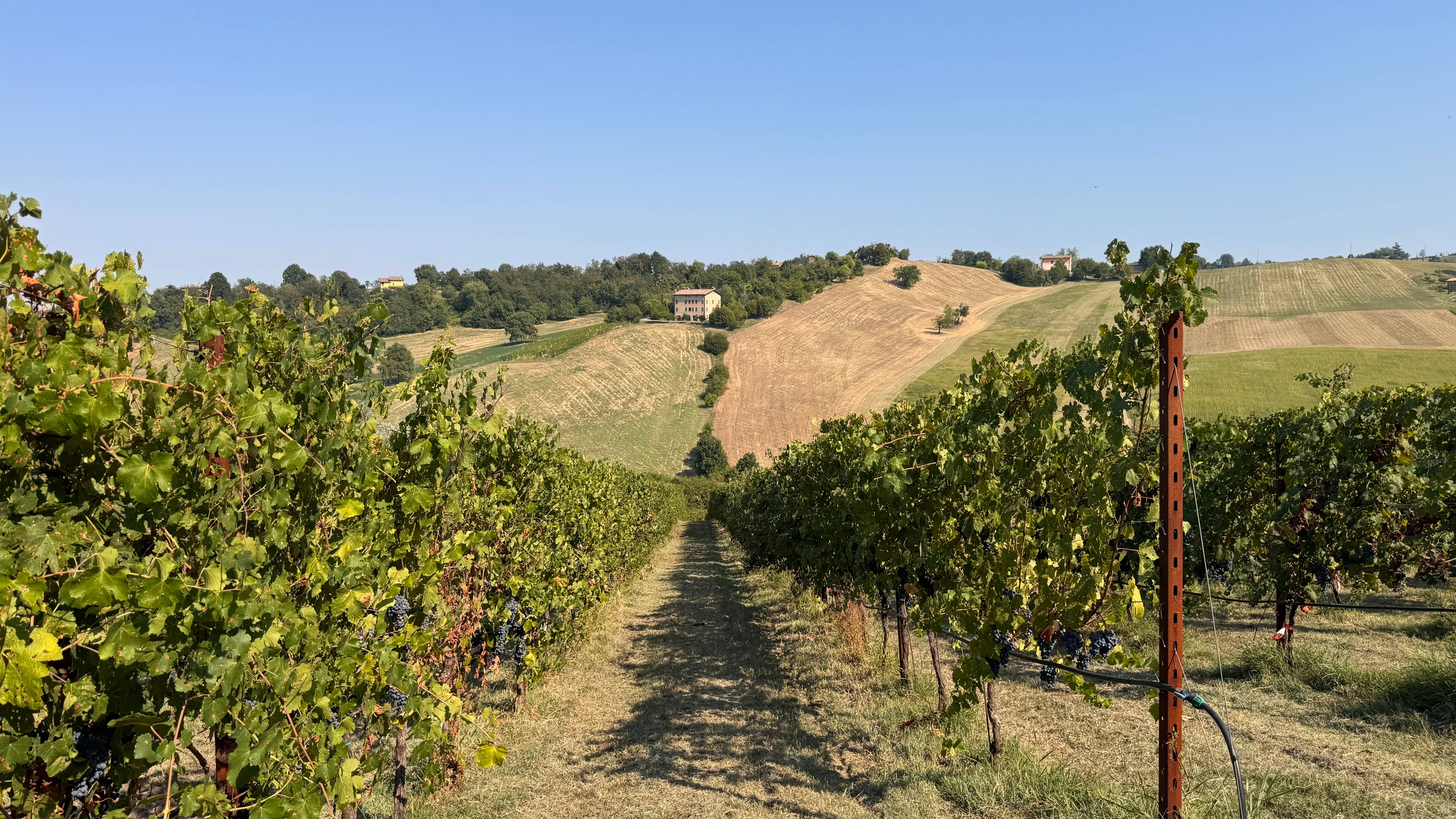Lambrusco Experience