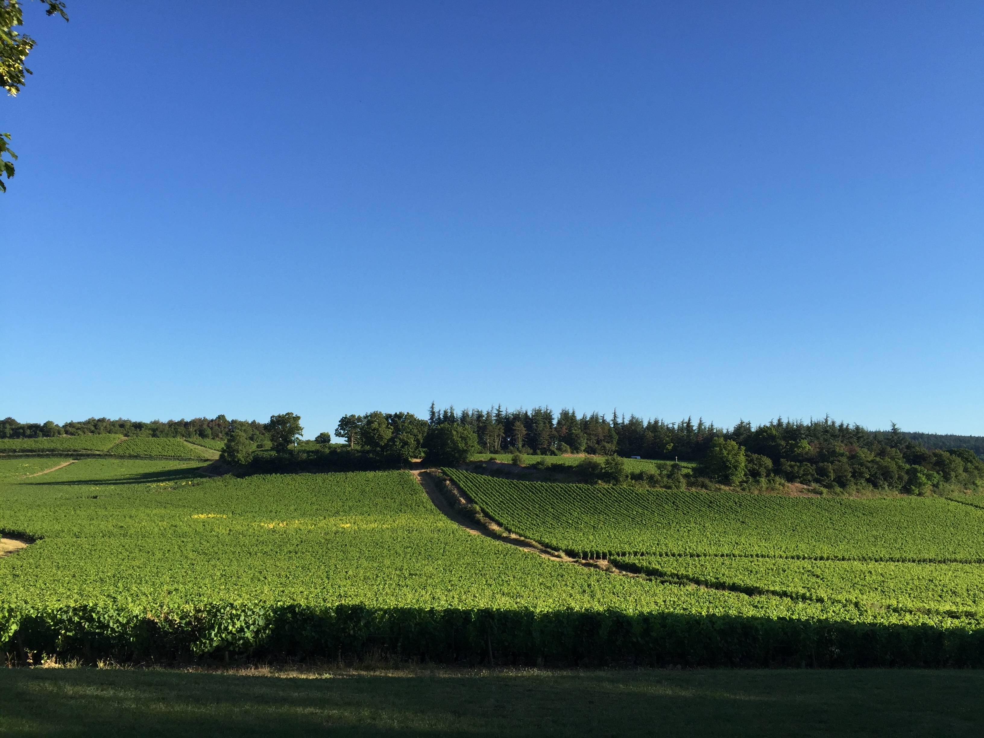 La Côte Chalonnaise entre ciel et vignes