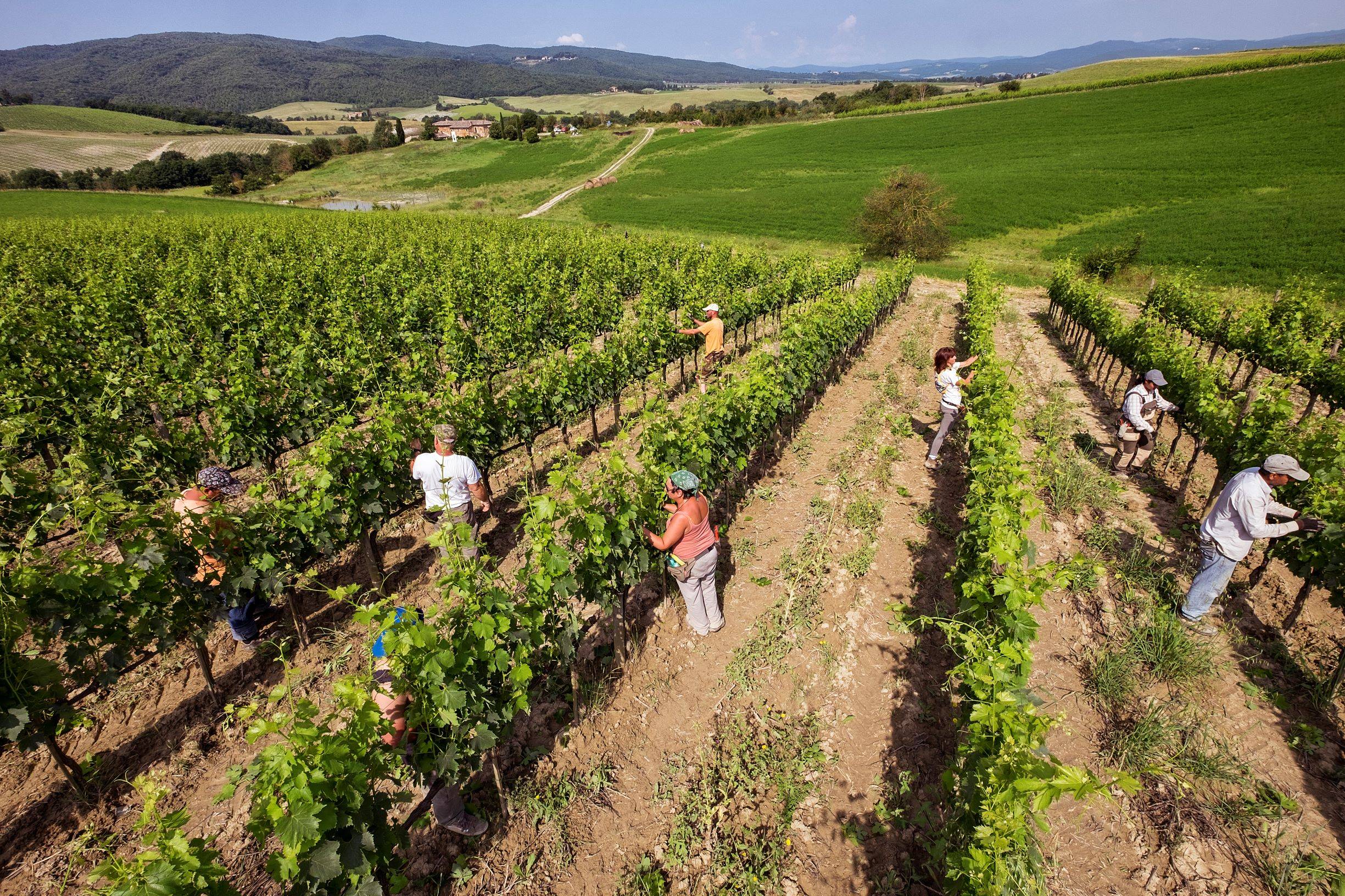 montalcino - Visiter Montalcino : Vins prestigieux, patrimoine et paysages de Toscane - 2025 - 13