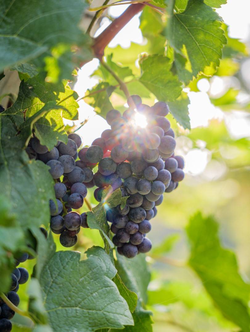 Antica Fratta Riserva - Antica Fratta - Winalist