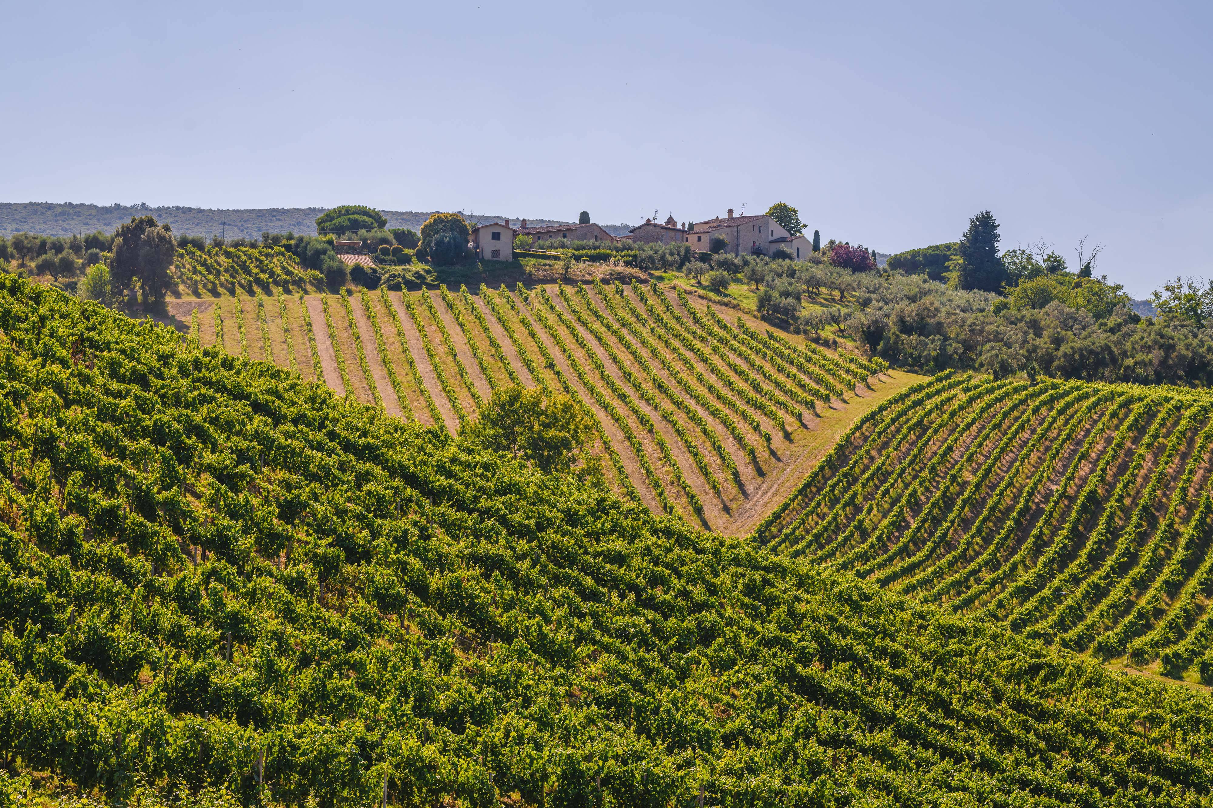 Light Lunch Tasting "Tosca" - Palagetto - Winalist