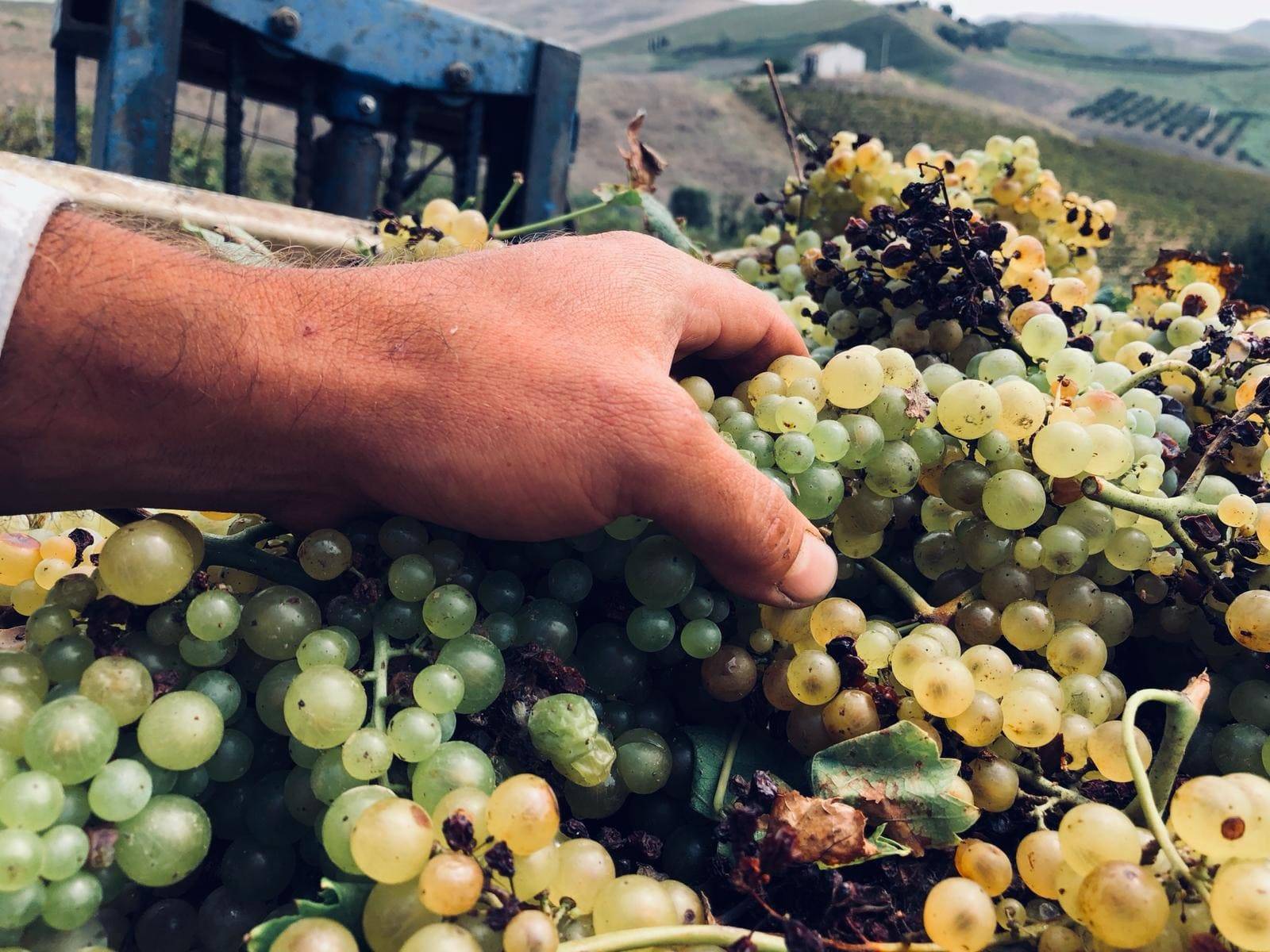 Vineyard Walk