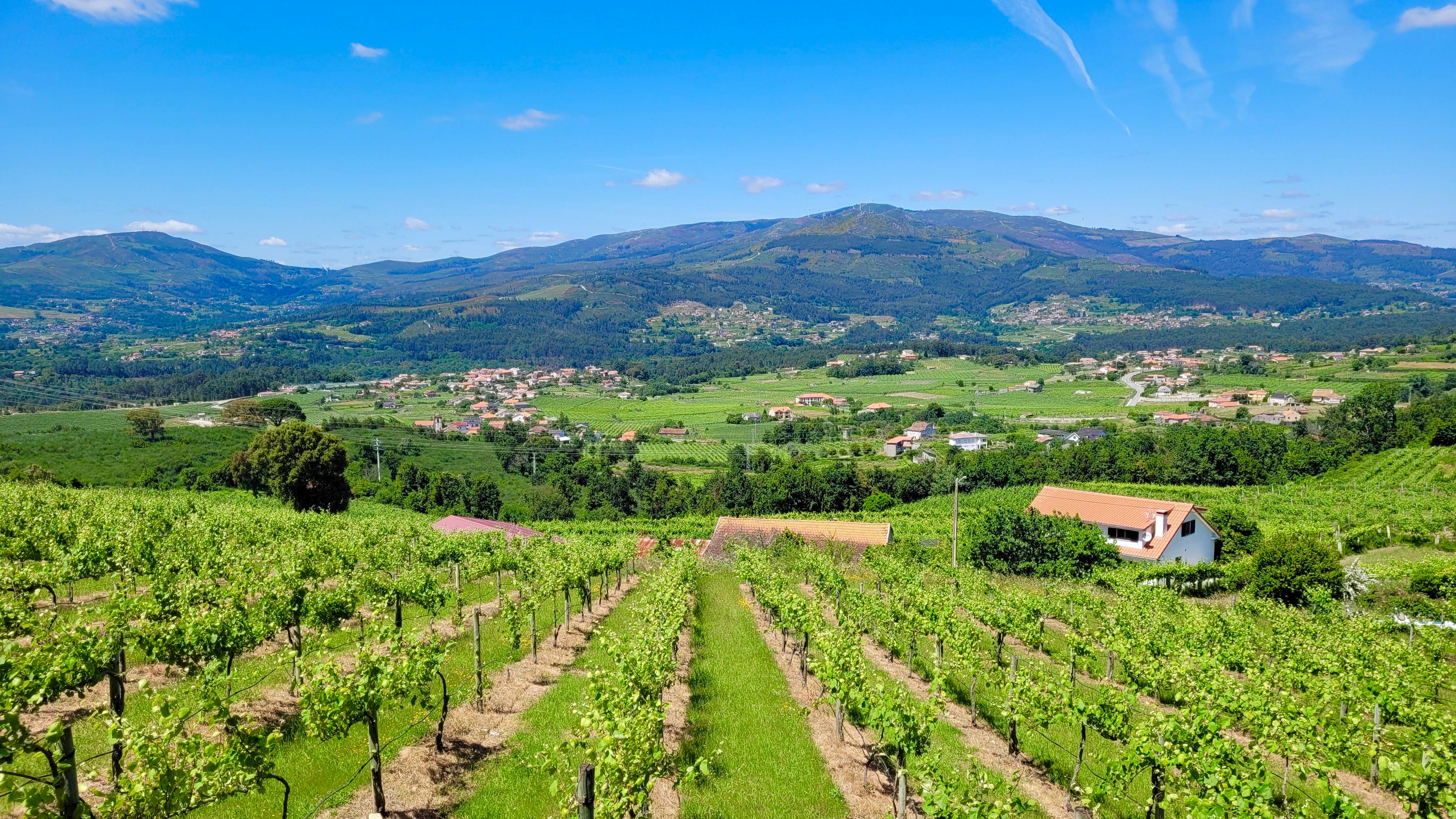  Monção & Melgaço | Alvarinho | Vinho Verde DOC - We Want Green  - Winalist