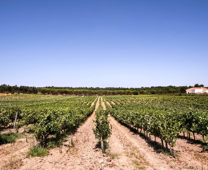 Wine Tasting Vineyards In Atlantic City Bucelas Wine Tours