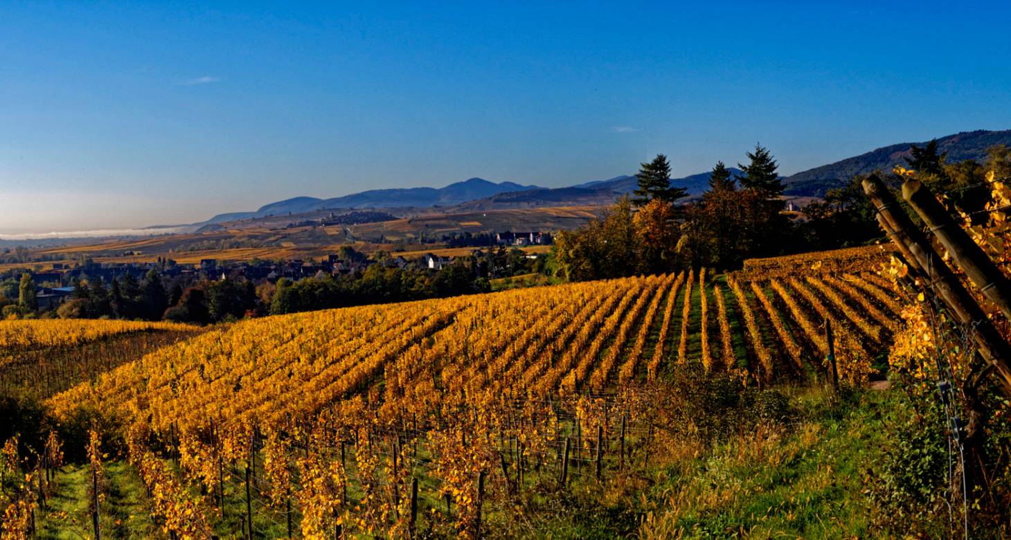 Que faire à Ribeauvillé : idées de visites pour un week-end en Alsace - 2026 - 17 - que faire à ribeauvillé que faire à ribeauvillé - Que faire à Ribeauvillé : idées de visites pour un week-end en Alsace - 2026 - 16