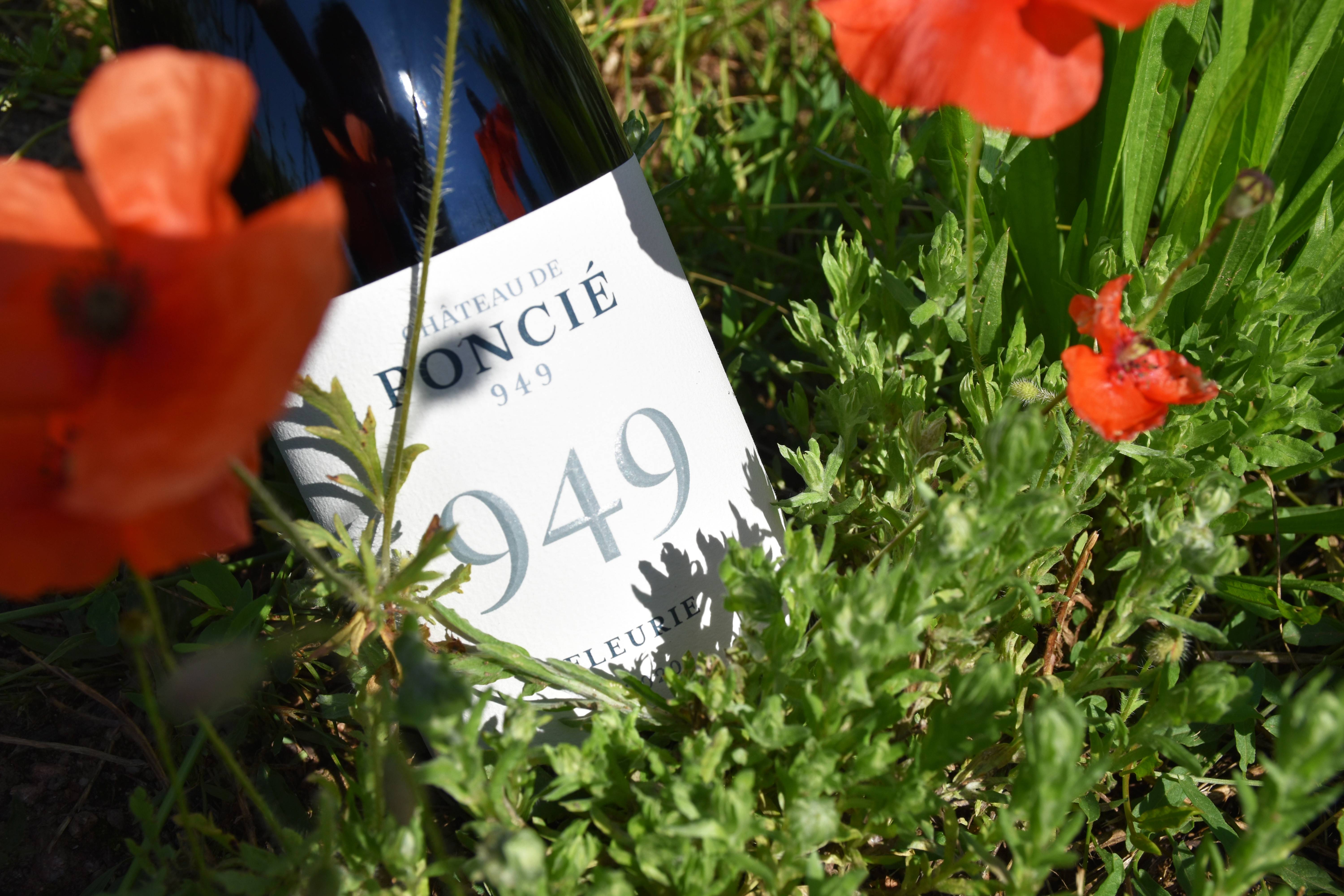 Stopover: Visit of the cellar & wine tasting