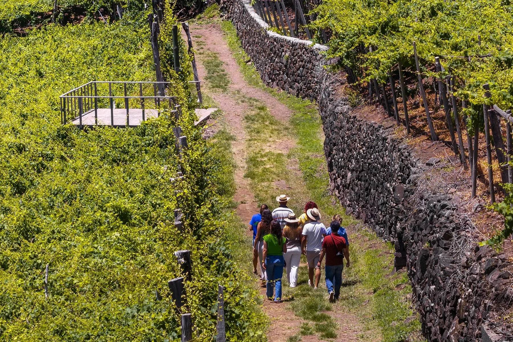 Wine Tours Madeira  - Winalist