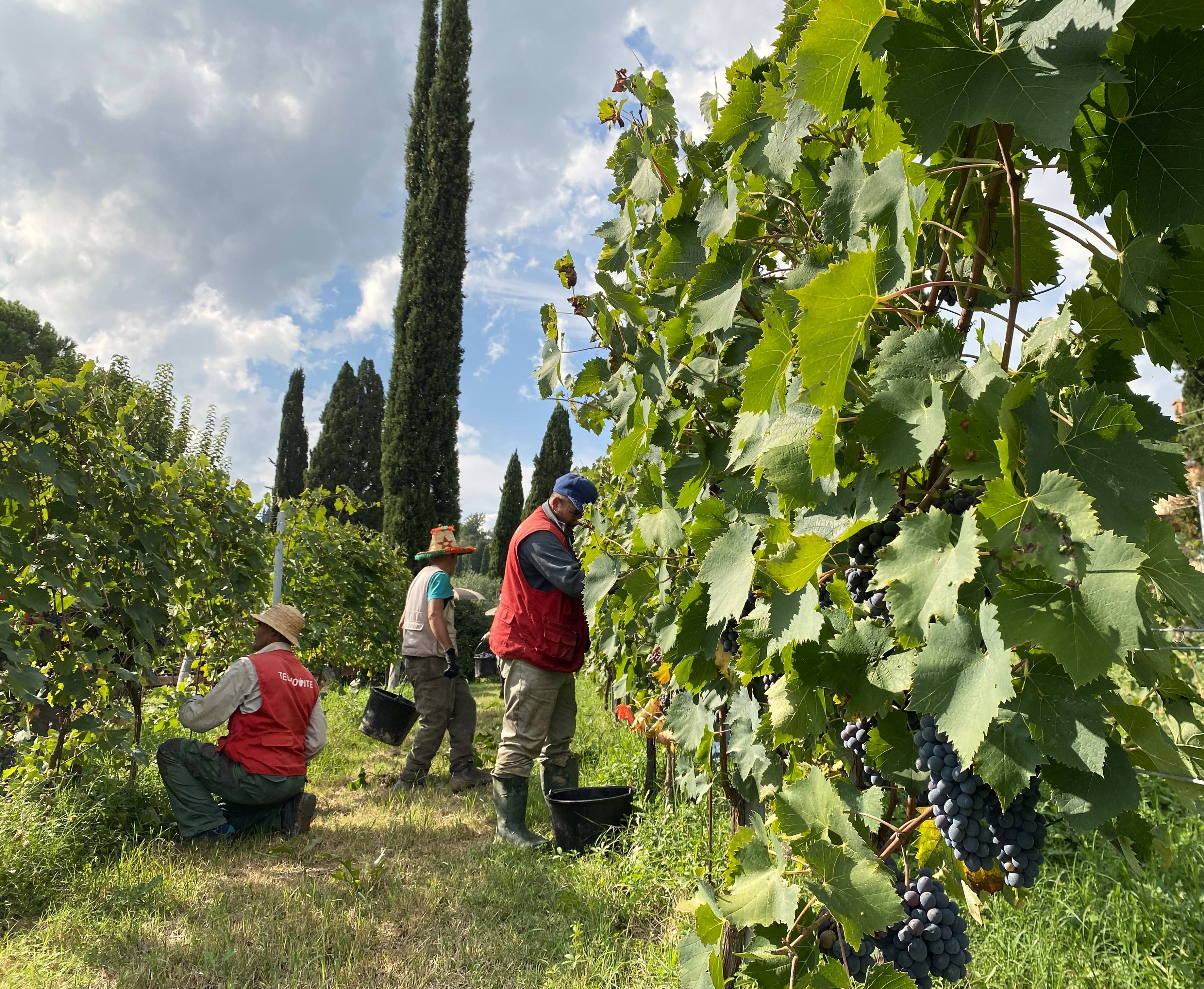 Zoals u het wilt - Tenuta Sovestro   San Gimignano - Winalist