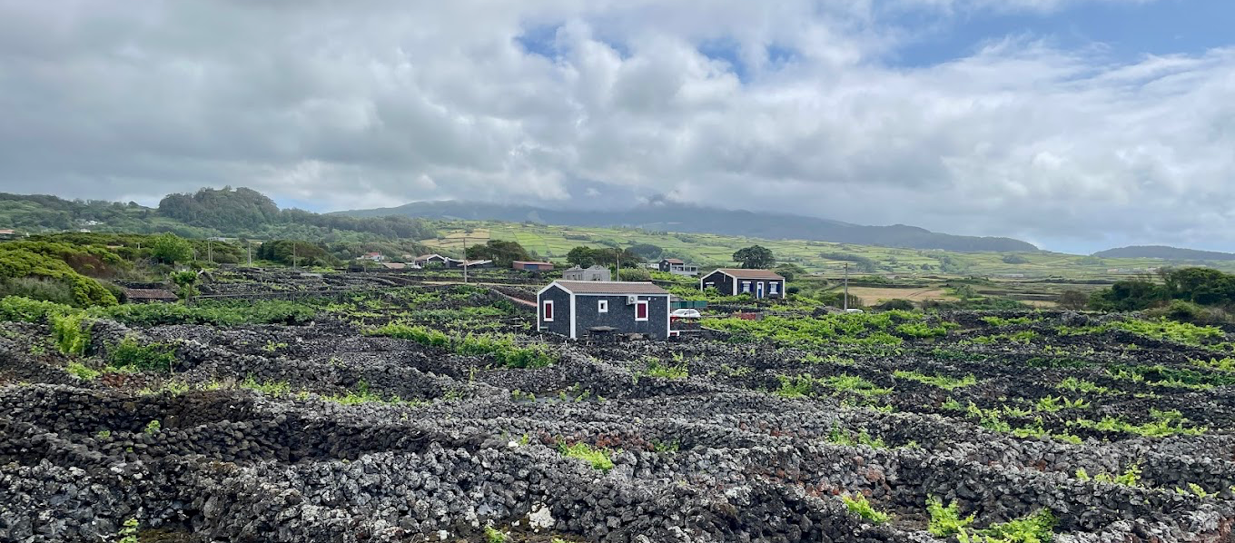 Dimas Adega - Winalist